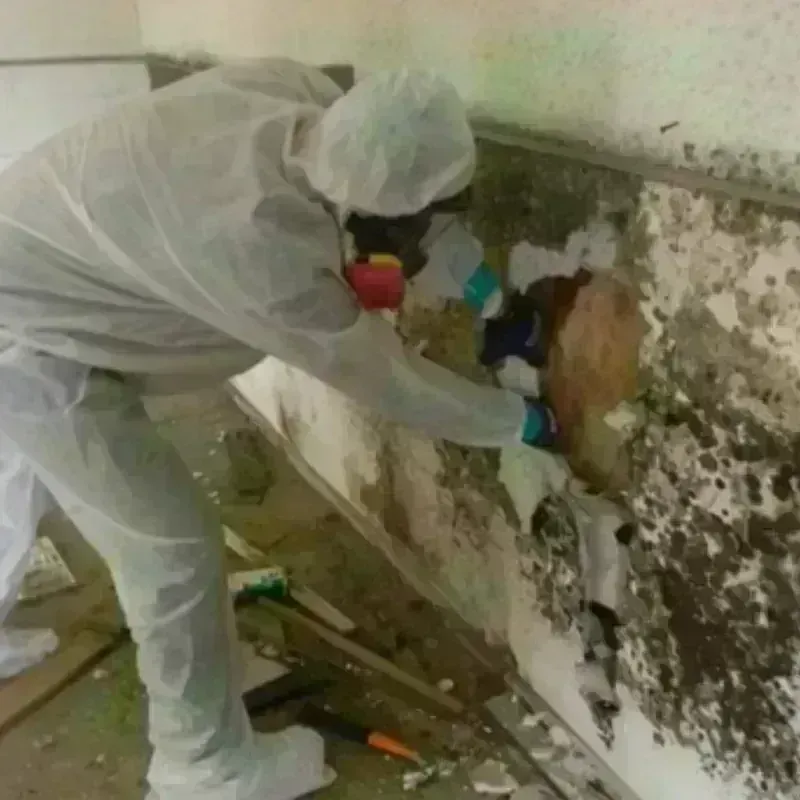 Mold Remediation and Removal in Henniker, NH